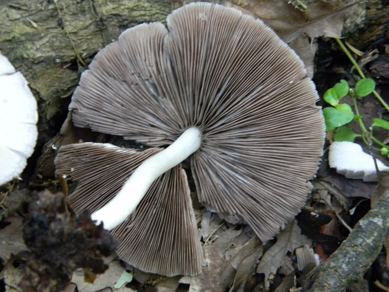 10)Fotogr.il 18.05.2018.sotto Quercia