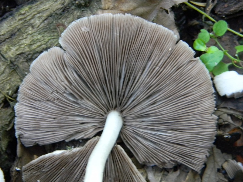 10)Fotogr.il 18.05.2018.sotto Quercia