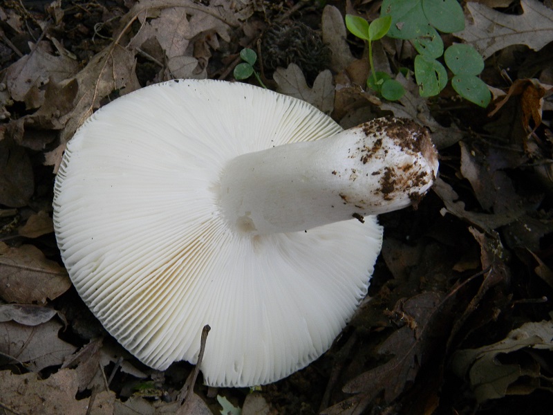 11)Fotogr.il 18.05.2018 sotto Quercia