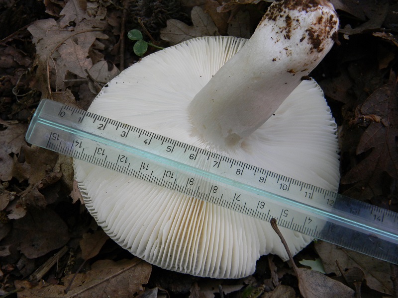 11)Fotogr.il 18.05.2018 sotto Quercia