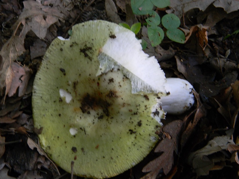 11)Fotogr.il 18.05.2018 sotto Quercia