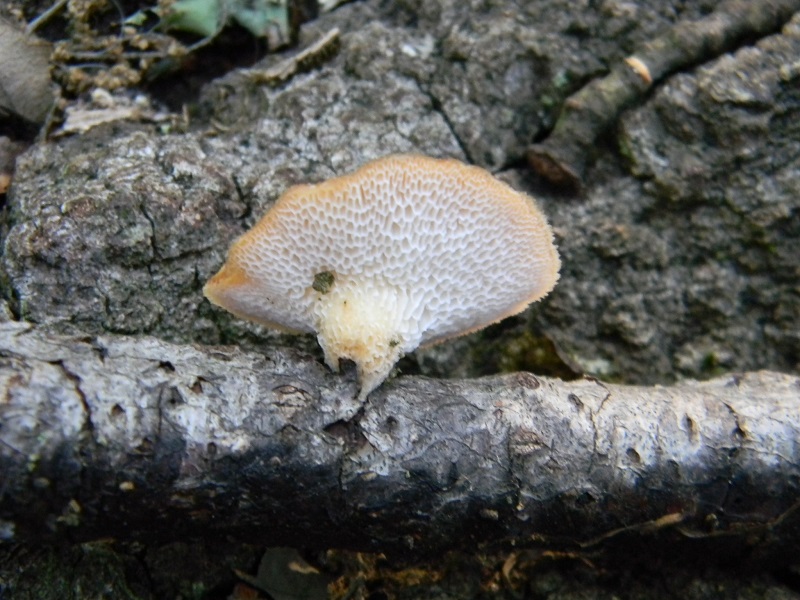 12)Fotogr.il 18.05.2018.sotto Quercia lignicolo