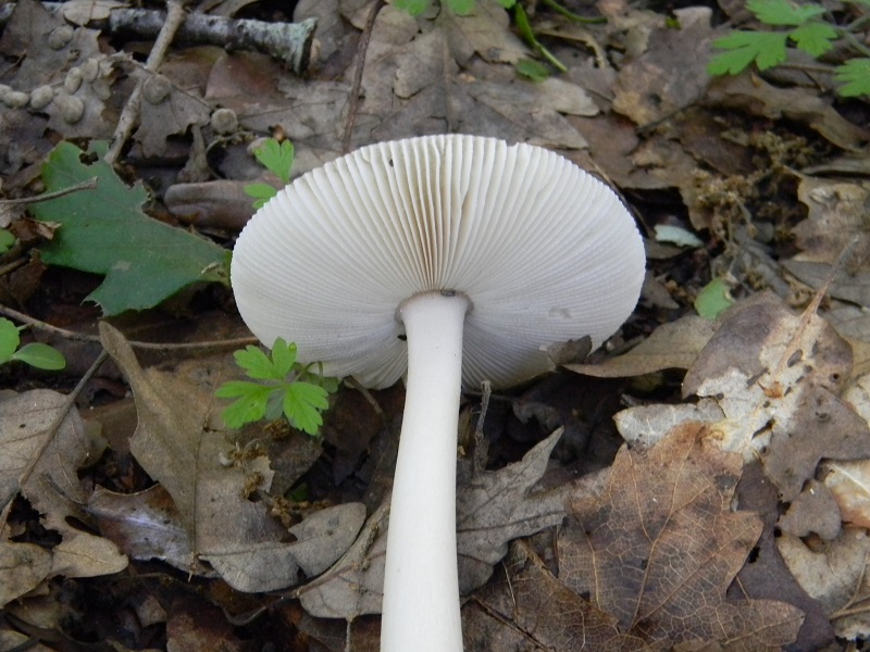 13)Fotogr.il 18.05.2018.sotto Quercia