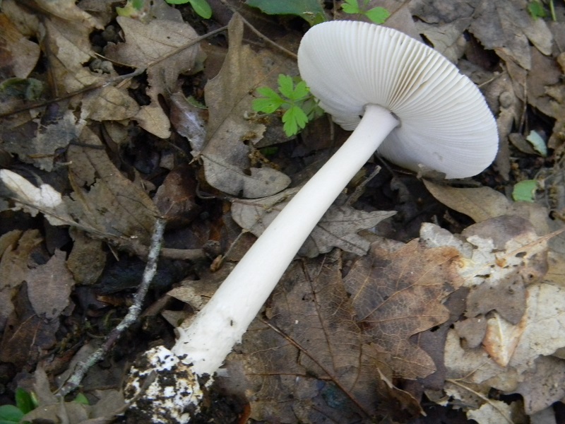 13)Fotogr.il 18.05.2018.sotto Quercia