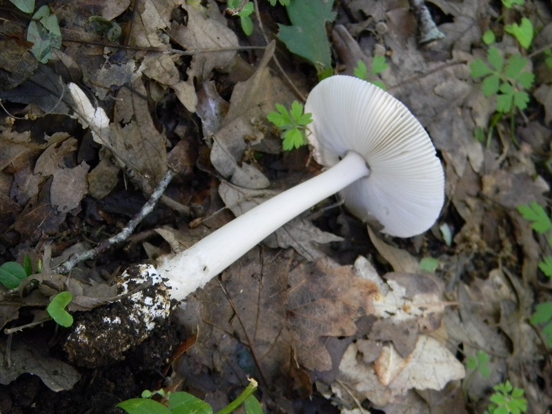 13)Fotogr.il 18.05.2018.sotto Quercia