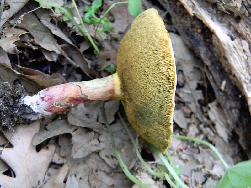 5)Fotogr.il 22.05.2018.sotto Quercia
