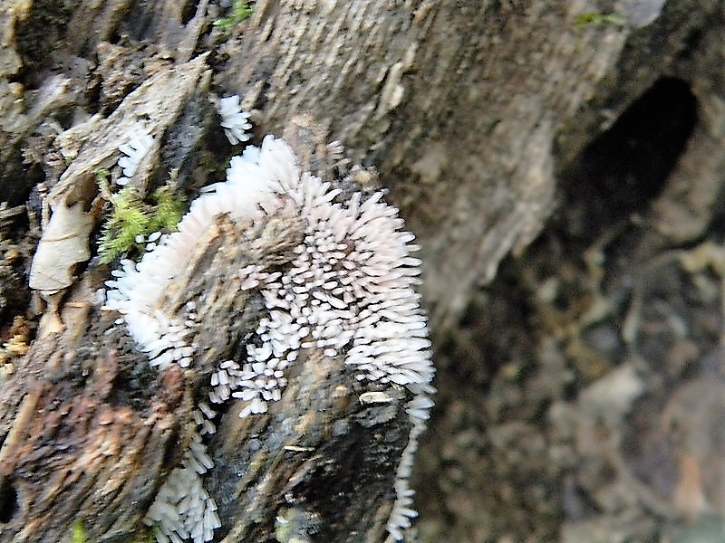 6)Fotogr.il22.05.2018.sotto Quercia