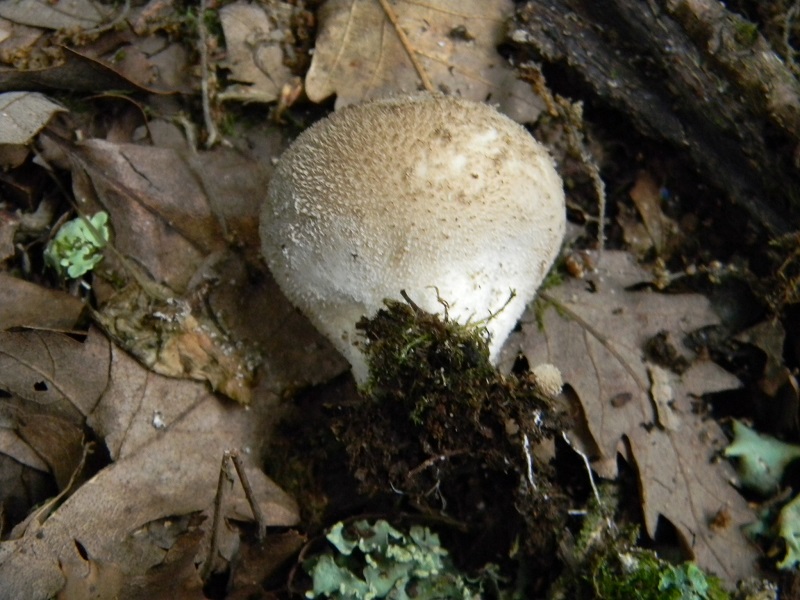 8)Fotogr.il 22.05.2018.sotto Quercia