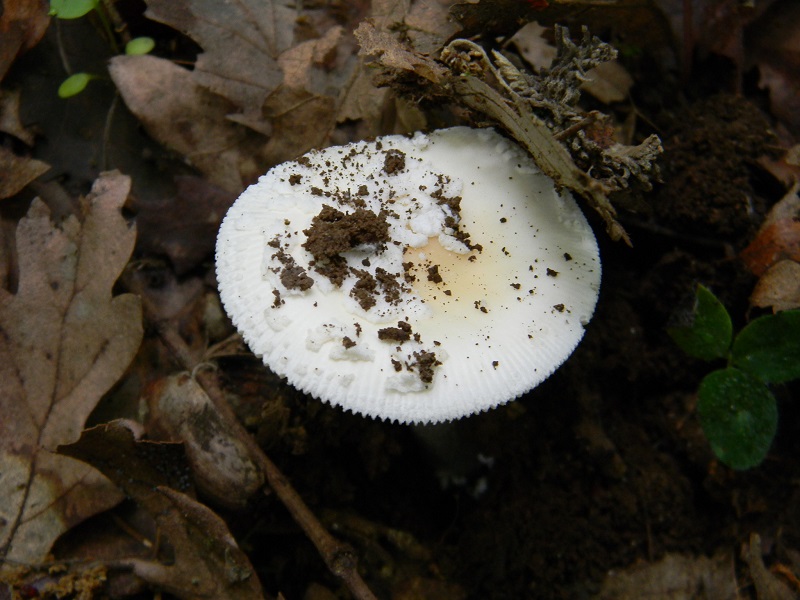 10)Fotogr.il 22.05.2018.sotto Quercia