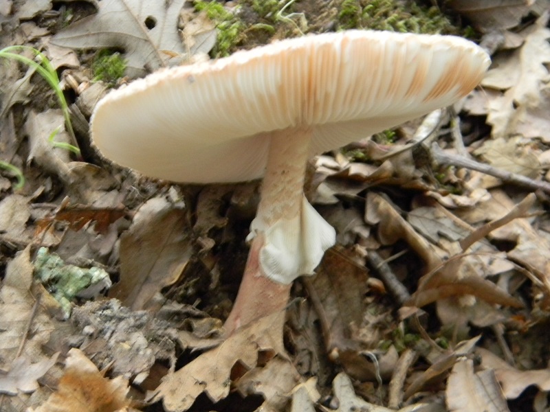 21)Fotogr.il 22.05.2018.sotto Quercia