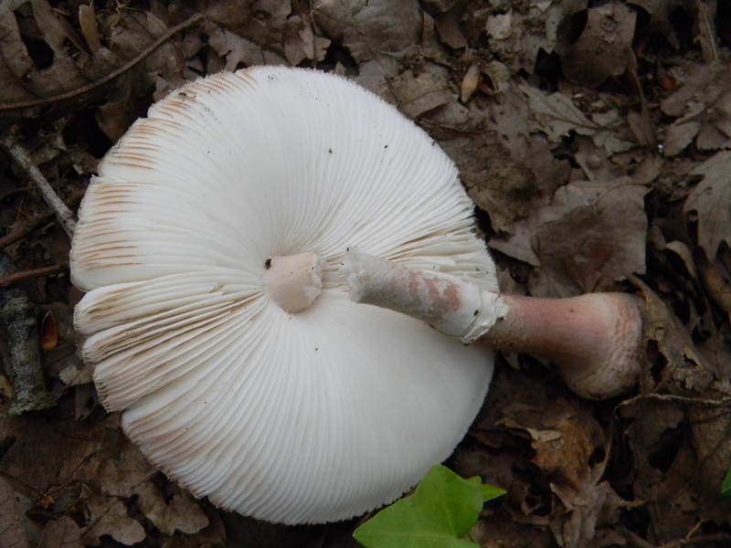 21)Fotogr.il 22.05.2018.sotto Quercia