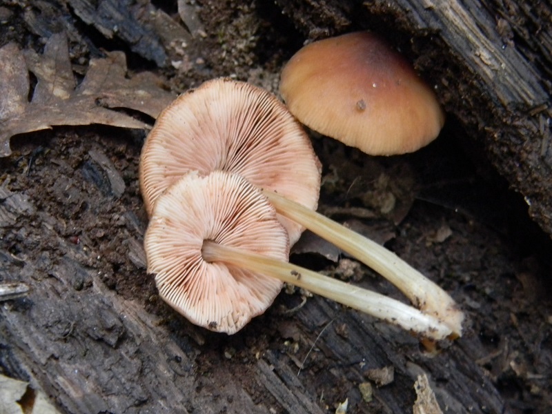 22)Fotogr.il 22.05.2018.sotto Quercia ultimodel 22.05.