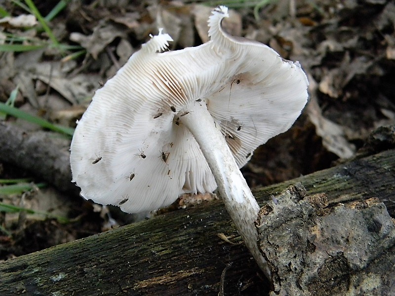 1)Fotogr.il 25.05.2018.sotto Quercia lignicolo