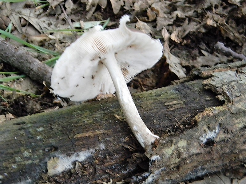 1)Fotogr.il 25.05.2018.sotto Quercia lignicolo