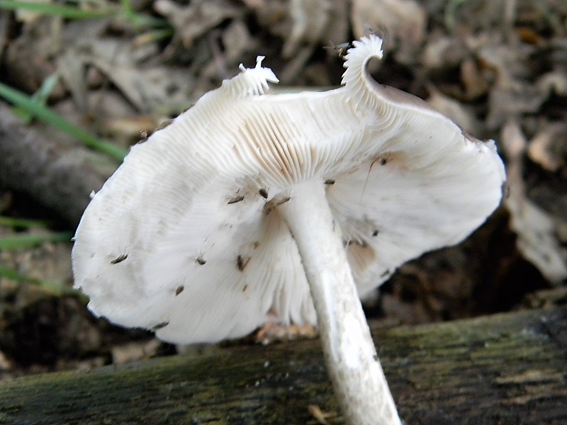 1)Fotogr.il 25.05.2018.sotto Quercia lignicolo