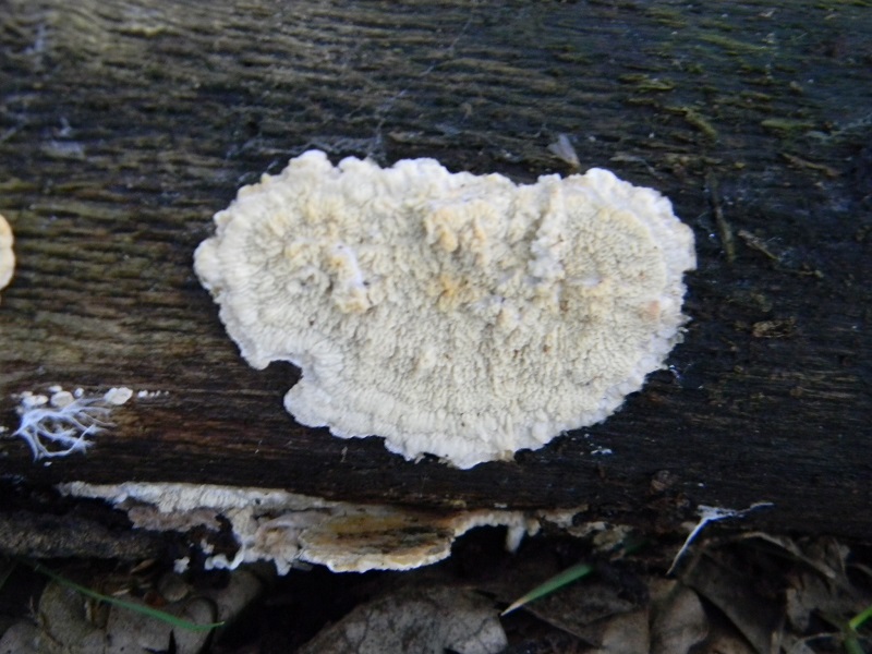 3)Fotogr.il 25.05.2018.sotto Quercia lignicolo