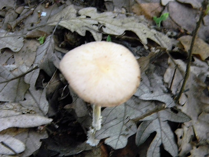 8)Fotogr.il 25.05.2018.sotto Quercia lignicolo