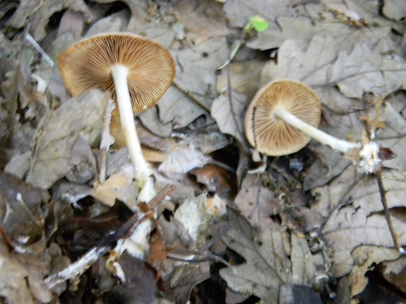 8)Fotogr.il 25.05.2018.sotto Quercia lignicolo