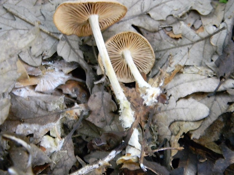 8)Fotogr.il 25.05.2018.sotto Quercia lignicolo