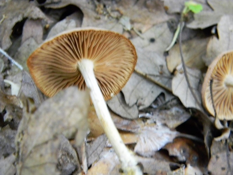 8)Fotogr.il 25.05.2018.sotto Quercia lignicolo