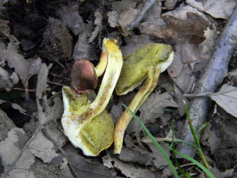 10)Fotogr.il 25.05.2018.sotto Quercia