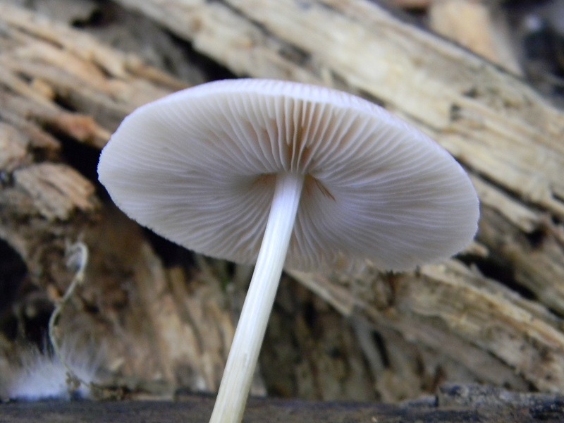 15)Fotogr.il 25.05.2018.sotto Quercia ultimo del 25.05.