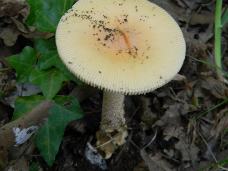 1)Fotogr.il 29.05.2018.sotto Quercia