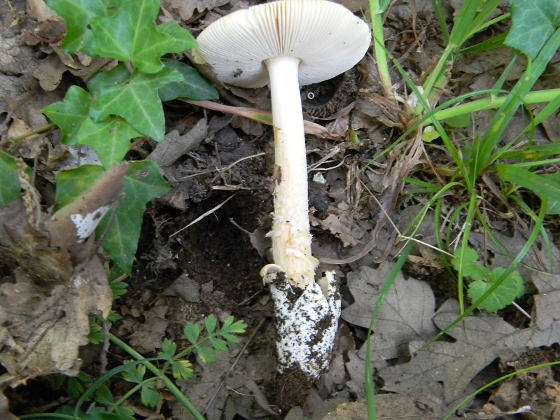 1)Fotogr.il 29.05.2018.sotto Quercia