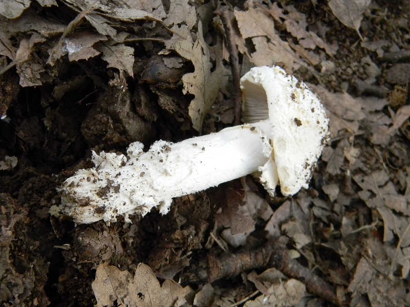 2)Fotogr.il 29.05.2018.sotto Quercia