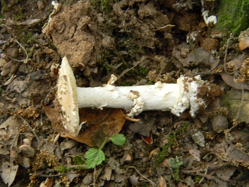 3)Fotogr.il 29.05.2018.sotto Quercia