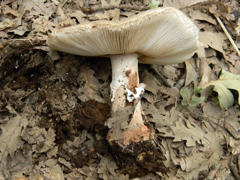 4)Fotogr.il 29.05.2018.sotto Quercia