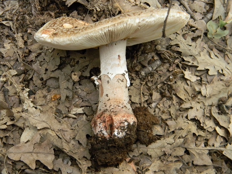 4)Fotogr.il 29.05.2018.sotto Quercia