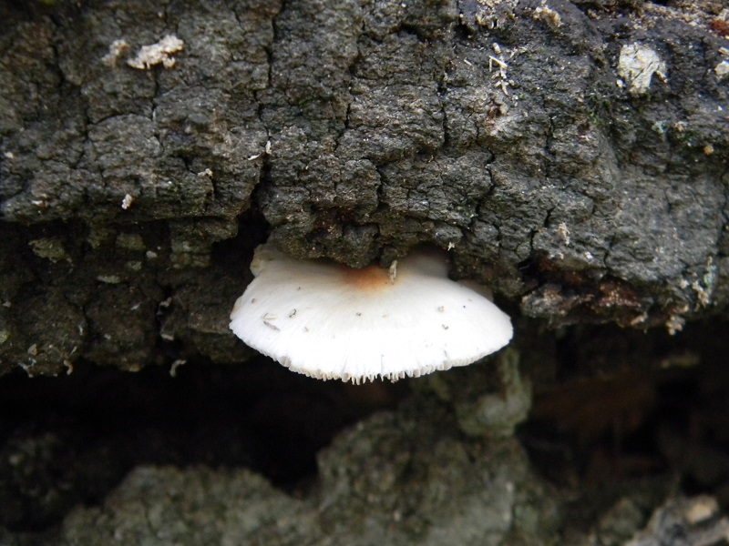 1)Fotogr.il 3.07.2018.sotto Quercia