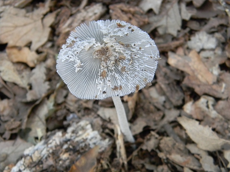 6)Fotogr.il 3.07.2018.sotto Quercia
