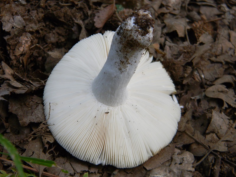 5)Fotogr.il 3.07.2018.sotto Quercia