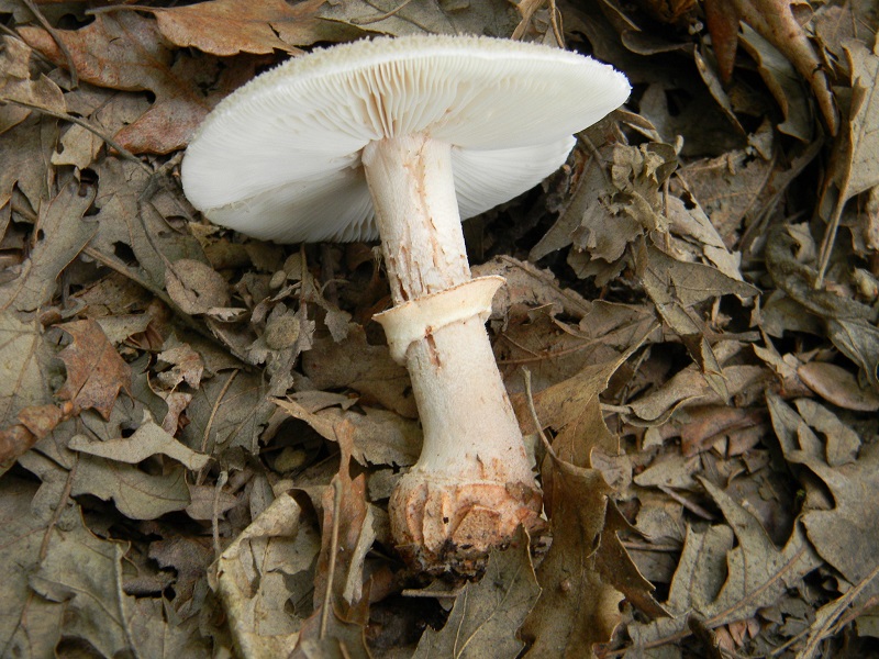 14)Fotogr.il 3.07.2018.bosco misto di latifoglia