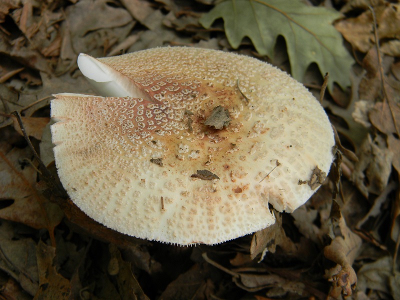 14)Fotogr.il 3.07.2018.bosco misto di latifoglia