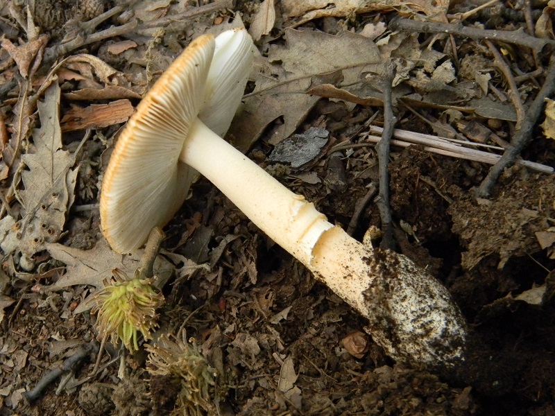 15)Fotogr.il 3.07.2018.bosco misto di latifoglia ultimo del 3.07.