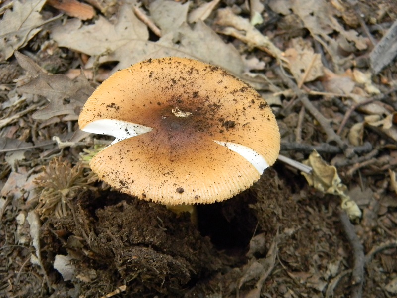 15)Fotogr.il 3.07.2018.bosco misto di latifoglia ultimo del 3.07.