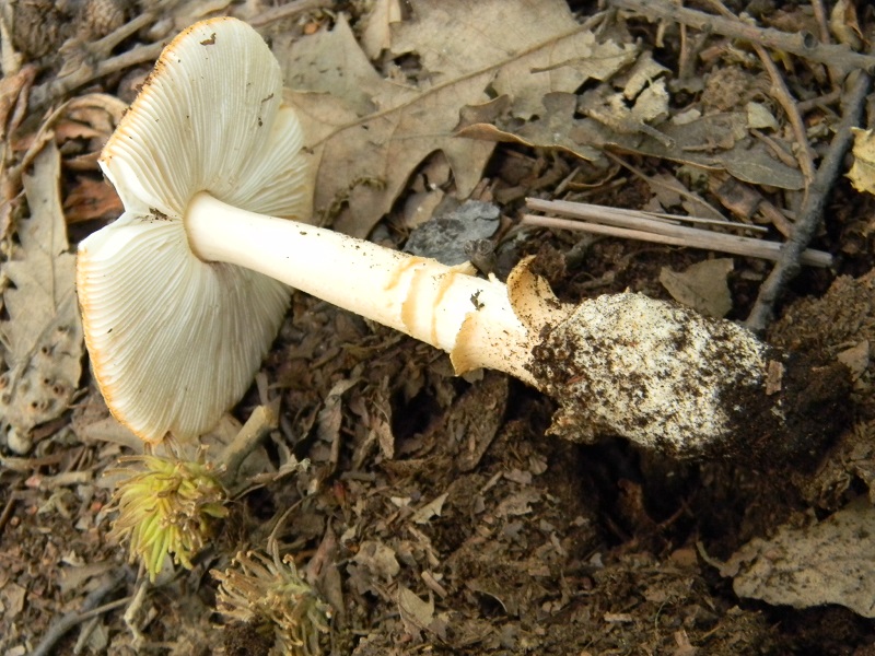 15)Fotogr.il 3.07.2018.bosco misto di latifoglia ultimo del 3.07.