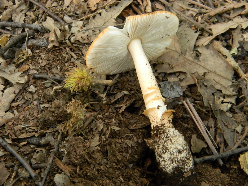 15)Fotogr.il 3.07.2018.bosco misto di latifoglia ultimo del 3.07.