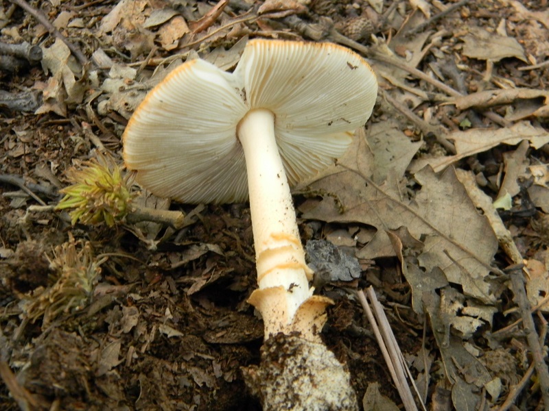 15)Fotogr.il 3.07.2018.bosco misto di latifoglia ultimo del 3.07.