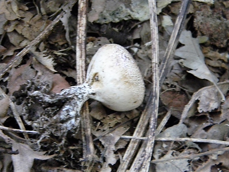 6)Fotogr.11.09.2018.sotto Castagno