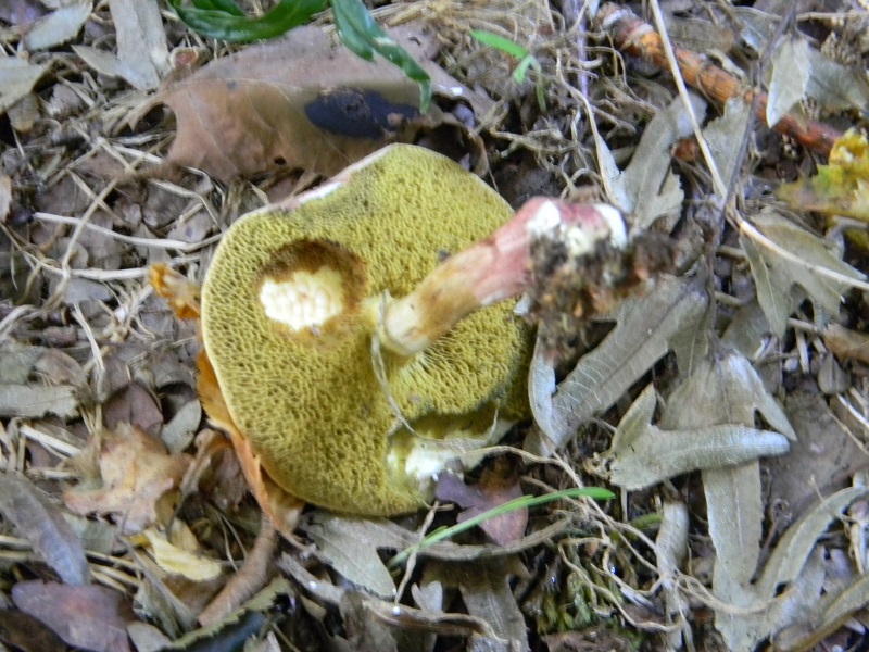 1)Fotogr.il 15.09.2018 bosco misto di latifoglia