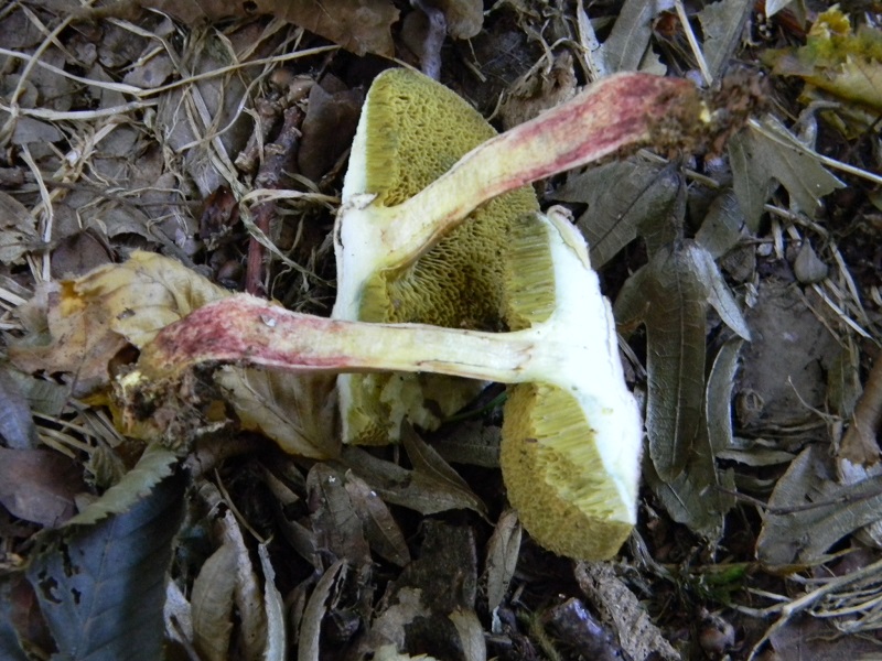 1)Fotogr.il 15.09.2018 bosco misto di latifoglia