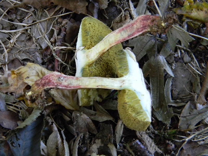 1)Fotogr.il 15.09.2018 bosco misto di latifoglia