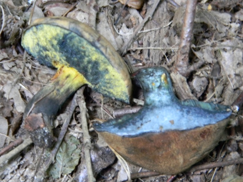 4)Fotogr.il 15.09.2018.bosco misto di latifoglia