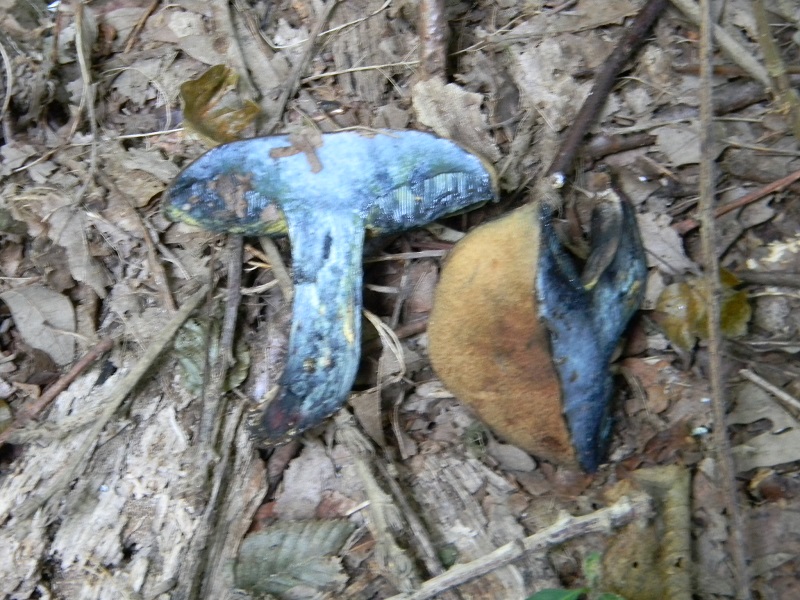 4)Fotogr.il 15.09.2018.bosco misto di latifoglia