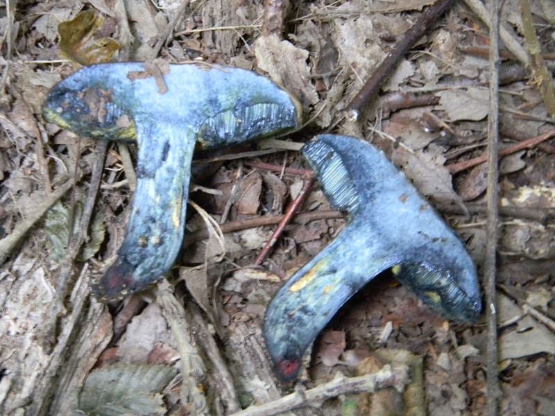 4)Fotogr.il 15.09.2018.bosco misto di latifoglia