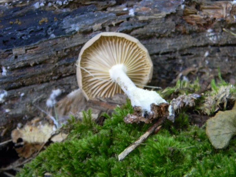 1)Fotogr.il 15.09.2018.bosco misto di latifoglia